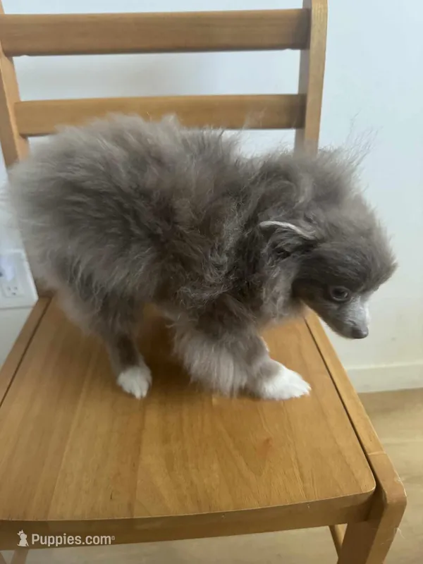 AKC Lavender Parti Sweet Dainty – Pomeranian puppy for sale in Columbus, OH