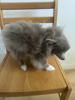 AKC Lavender Parti Sweet Dainty Playful Pom, a male Pomeranian for sale in Columbus, OH – Photo 1 of 10