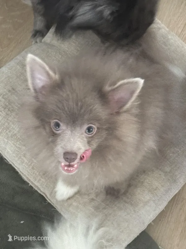 AKC Lavender Parti Sweet Dainty – Pomeranian puppy for sale in Columbus, OH