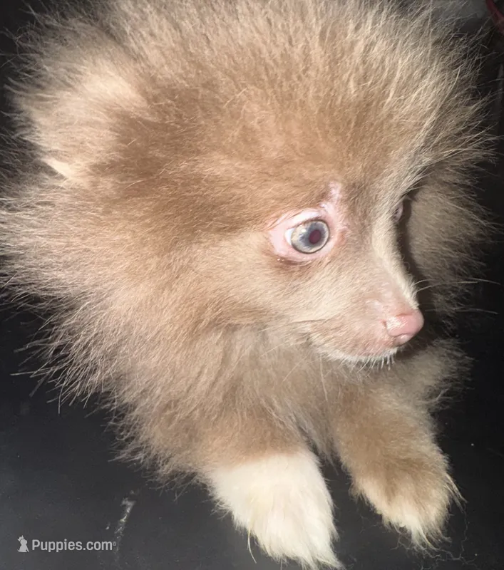 AKC Lavender Parti Gray Eyes