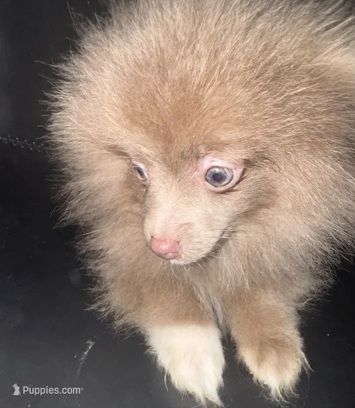 AKC Lavender Parti Gray Eyes