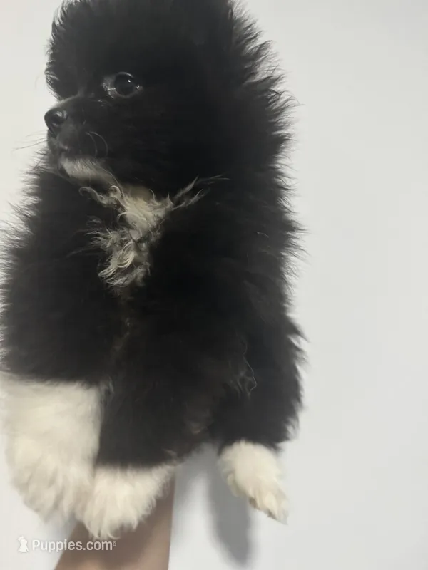 AKC XL Black Parti Tuxedo Mitten Toes Includes INSURANCE Throwback Pom – Pomeranian puppy for sale in Columbus, OH