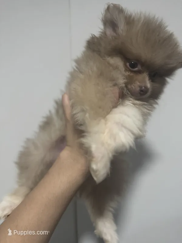 AKC RARE Lavender Parti Gray Teal GEM Pattern Eyes Includes INSURANCE – Pomeranian puppy for sale in Columbus, OH