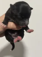AKC includes INSURANCE Tuxedo Black White Parti  Fox Face Athletic, a female Pomeranian for sale in Columbus, OH – 2 of 3