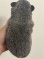 RARE Blue Lavender AKC includes INSURANCE DNA Tested Lines Purebred, a female Pomeranian for sale in Columbus, OH – 7 of 8