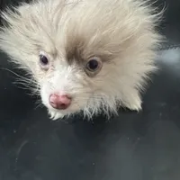 AKC Rare Lavender Odd Eyes, a male Pomeranian for sale in Columbus, OH – Photo 2 of 7