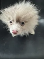 AKC Rare Lavender Odd Eyes, a male Pomeranian for sale in Columbus, OH – Photo 4 of 7