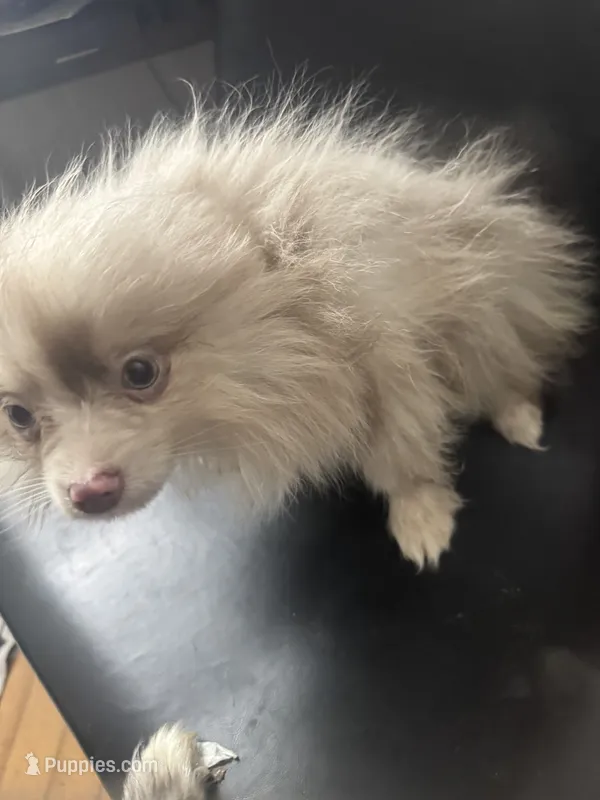AKC Lavender Blue Green Eyes – Pomeranian puppy for sale in Columbus, OH