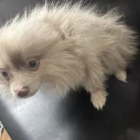 AKC Rare Lavender Odd Eyes, a male Pomeranian for sale in Columbus, OH – Photo 3 of 7