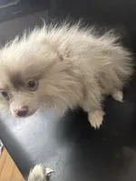 AKC Rare Lavender Odd Eyes, a male Pomeranian for sale in Columbus, OH – Photo 6 of 7