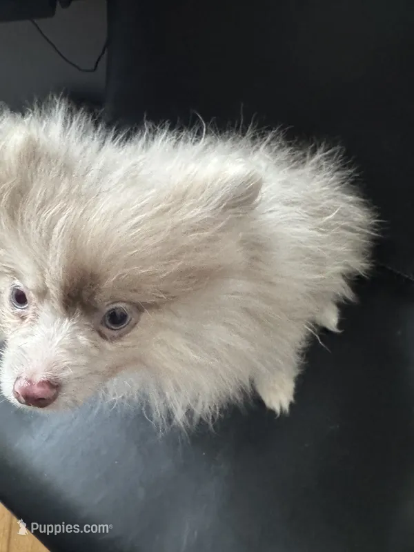AKC Rare Lavender Odd Eyes – Pomeranian puppy for sale in Columbus, OH