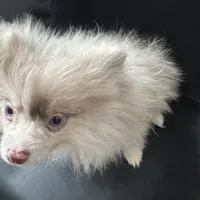 AKC Rare Lavender Odd Eyes, a male Pomeranian for sale in Columbus, OH – Photo 1 of 7