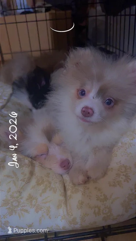 AKC Rare Lavender Odd Eyes