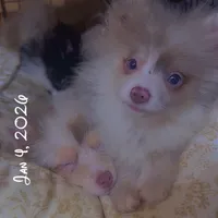 AKC Rare Lavender Odd Eyes, a male Pomeranian for sale in Columbus, OH – Photo 4 of 7