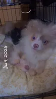 AKC Rare Lavender Odd Eyes, a male Pomeranian for sale in Columbus, OH – Photo 3 of 7