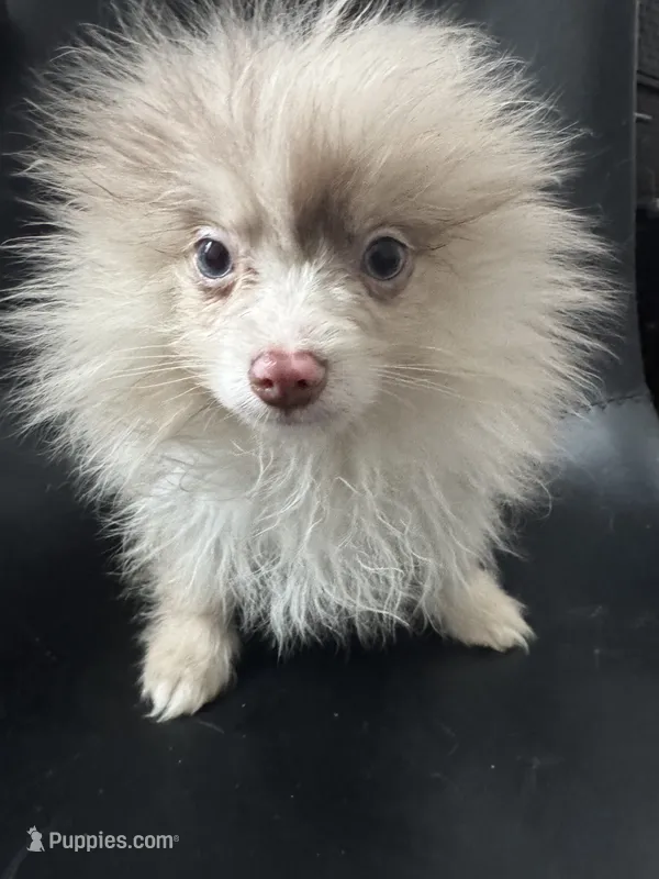 AKC Rare Lavender Odd Eyes