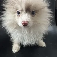 AKC Rare Lavender Odd Eyes, a male Pomeranian for sale in Columbus, OH – Photo 6 of 7