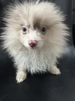 AKC Rare Lavender Odd Eyes, a male Pomeranian for sale in Columbus, OH – Photo 1 of 7