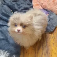 AKC Rare Lavender Odd Eyes, a male Pomeranian for sale in Columbus, OH – Photo 5 of 7