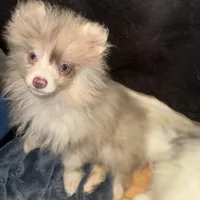 AKC Rare Lavender Odd Eyes, a male Pomeranian for sale in Columbus, OH – Photo 2 of 7