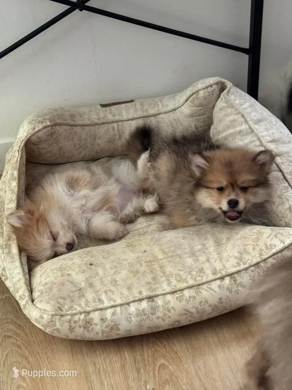AKC Born ECLIPSE includes INSURANCE Sable Sweet Playful Well Handled – Pomeranian puppy for sale in Columbus, OH