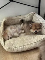 AKC Born ECLIPSE includes INSURANCE Sable Sweet Playful Well Handled, a male Pomeranian for sale in Columbus, OH – 6 of 9