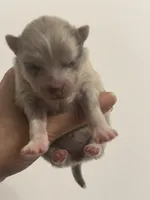 AKC RAREST includes INSURANCE RAREST Lavender Merle Gem Marble Eyes, a female Pomeranian for sale in Columbus, OH – 3 of 5
