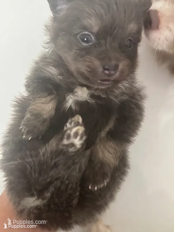 AKC RARE Blue Lavender Chocolate Silver includes INSURANCE DNA Tested – Pomeranian puppy for sale in Columbus, OH