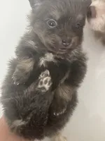 AKC RARE Blue Lavender Chocolate Silver includes INSURANCE DNA Tested, a female Pomeranian for sale in Columbus, OH – 2 of 10