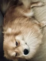AKC Sable Born ECLIPSE includes INSURANCE Fox Face 🦊 Sweet, a male Pomeranian for sale in Columbus, OH – 4 of 10