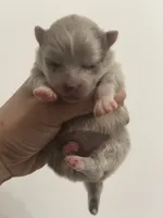 AKC RAREST includes INSURANCE RAREST Lavender Merle Gem Marble Eyes, a female Pomeranian for sale in Columbus, OH – 1 of 5