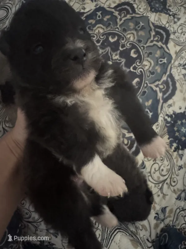 AKC XL Black Parti White Mitten Toes Includes INSURANCE Throwback Pom – Pomeranian puppy for sale in Columbus, OH