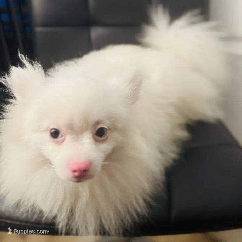 Rescue Deaf Merle Pair of Two Light Blue Gray Eyes  – Pomeranian puppy for sale in Columbus, OH