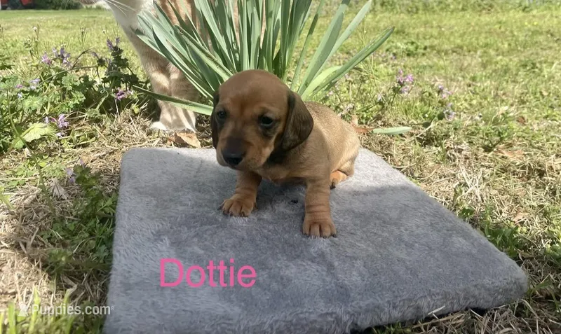 Dottie  – Miniature Dachshund puppy for sale in Athens, AL