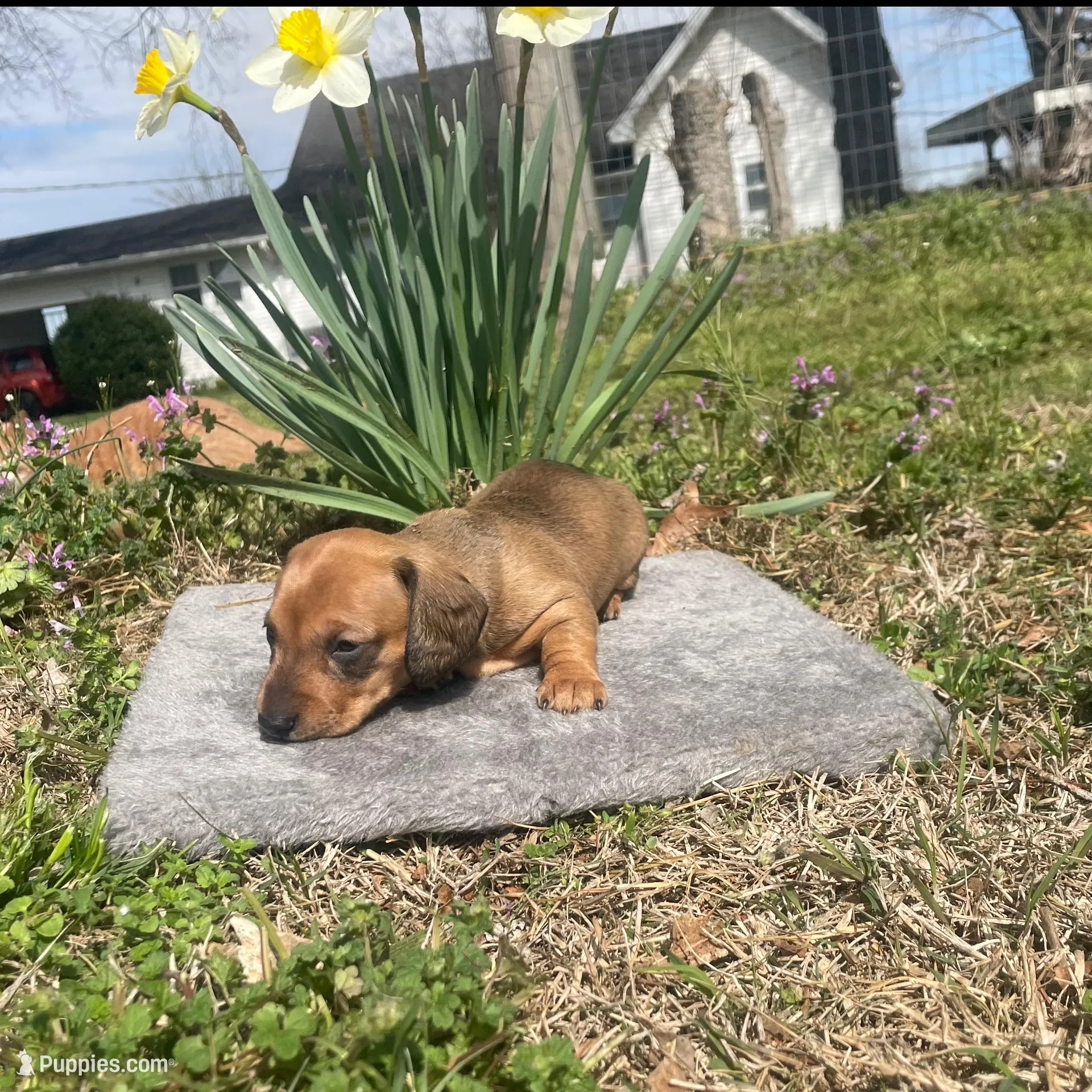 Dottie , a female Miniature Dachshund for sale in Athens, AL – Photo 2 of 2