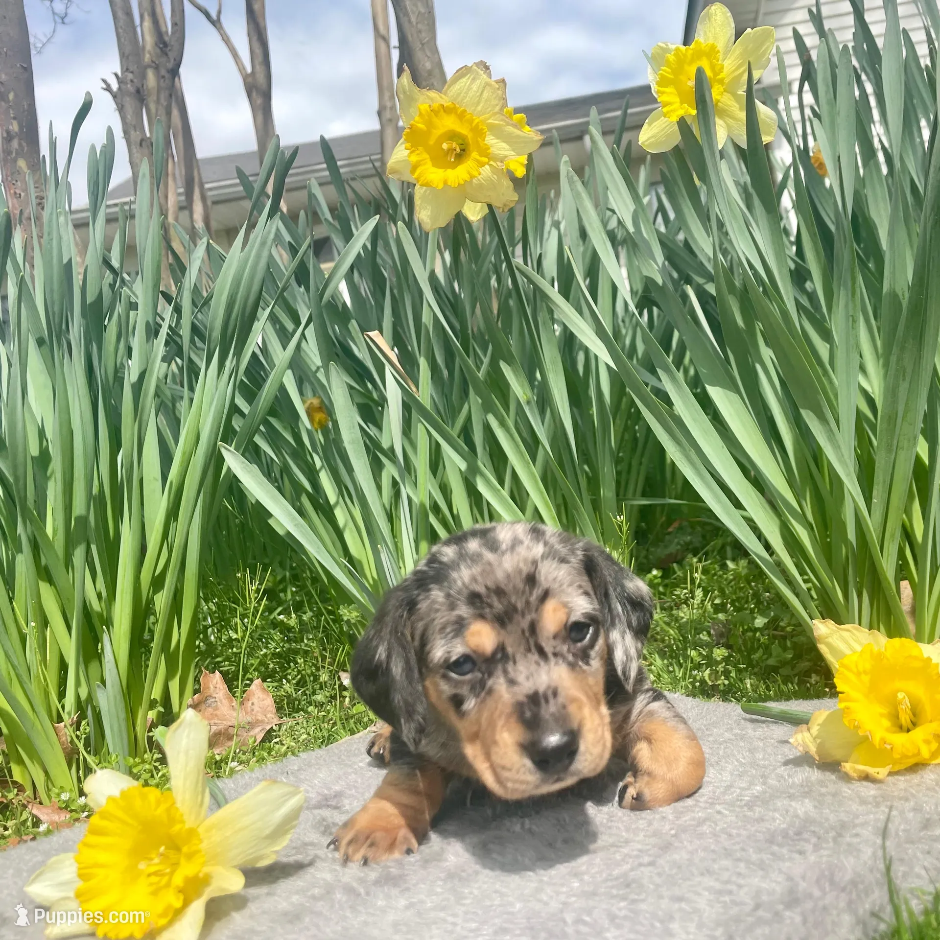 Diesel, a male Miniature Dachshund for sale in Athens, AL – Photo 2 of 2
