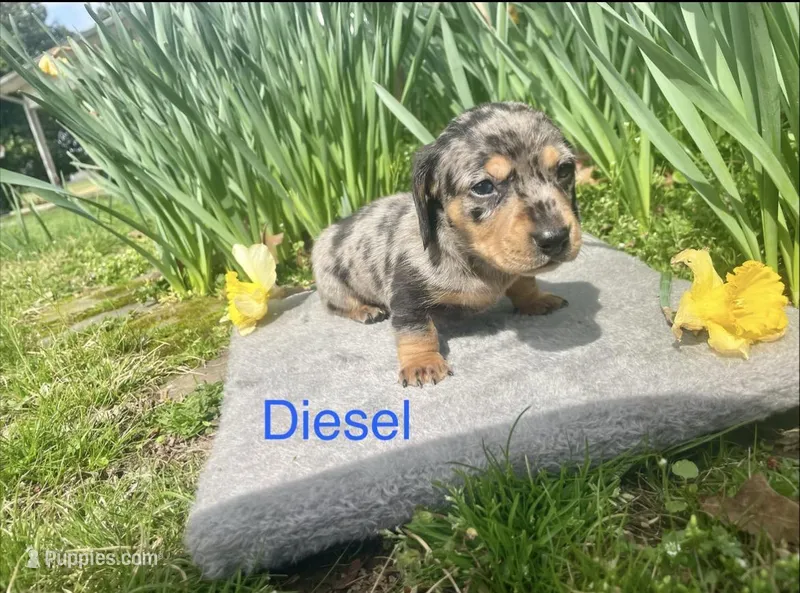 Diesel – Miniature Dachshund puppy for sale in Athens, AL