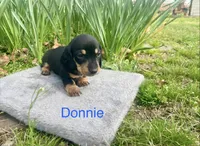 Donnie, a male Miniature Dachshund for sale in Athens, AL – Photo 1 of 2