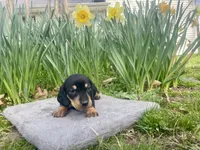 Donnie, a male Miniature Dachshund for sale in Athens, AL – Photo 2 of 2
