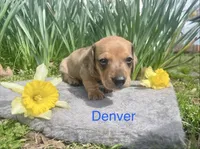 Denver , a male Miniature Dachshund for sale in Athens, AL – Photo 1 of 2