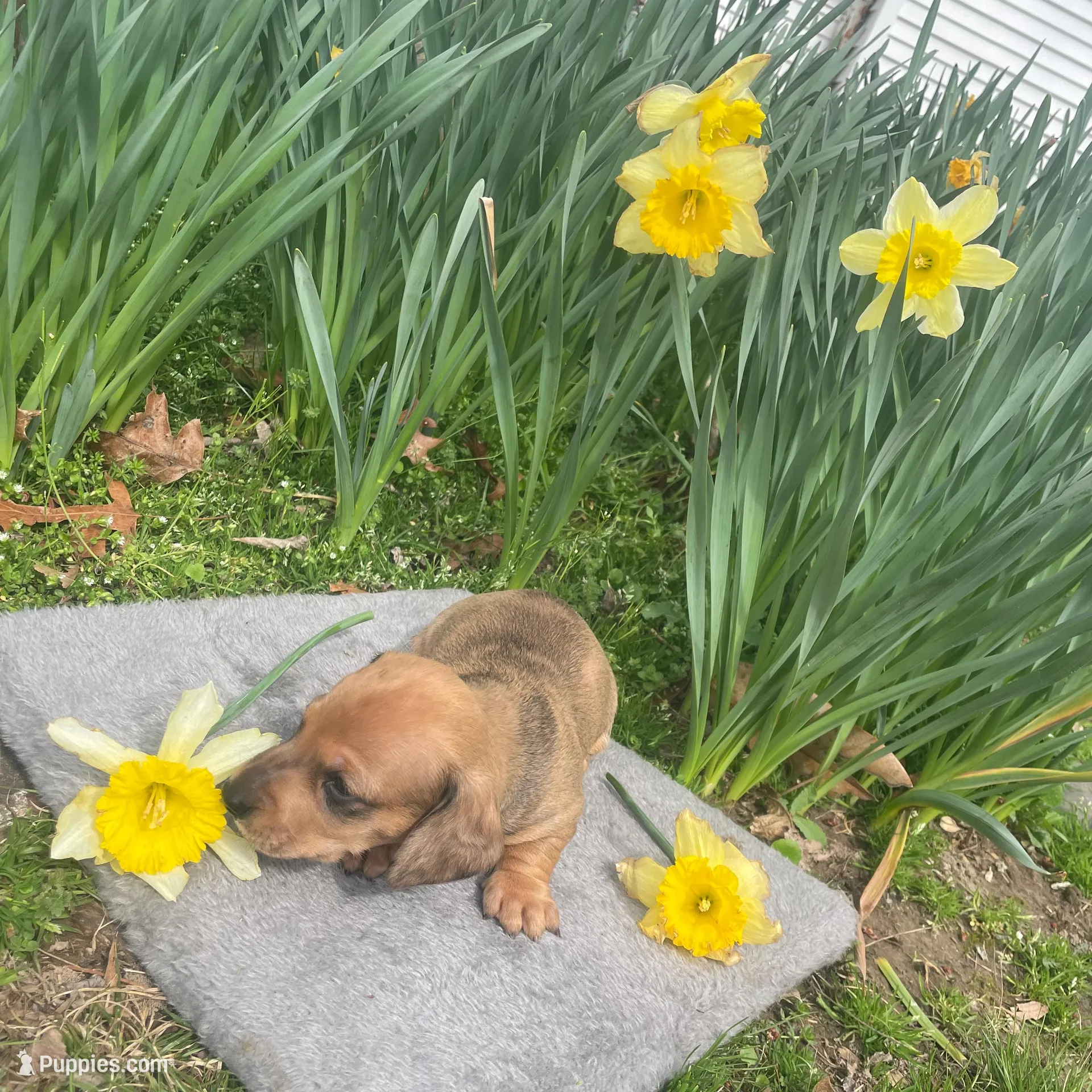 Denver , a male Miniature Dachshund for sale in Athens, AL – Photo 2 of 2