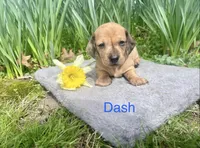 Dash, a male Miniature Dachshund for sale in Athens, AL – Photo 1 of 2
