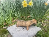 Dixie, a female Miniature Dachshund for sale in Athens, AL – Photo 2 of 2
