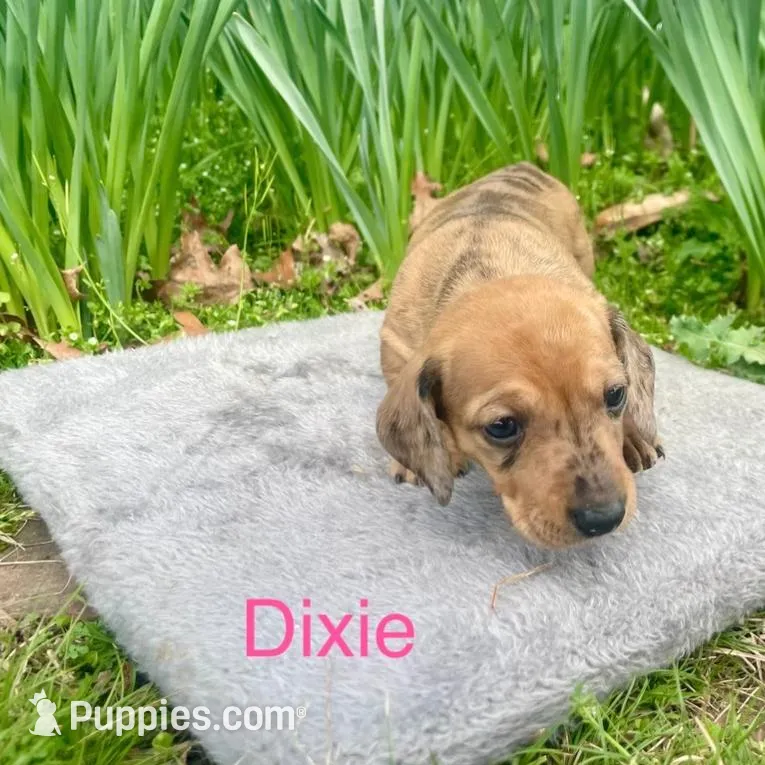 Dixie