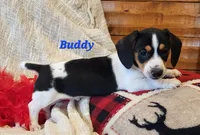 Buddy, a male Miniature Dachshund for sale in Sheridan, MI – Photo 5 of 5