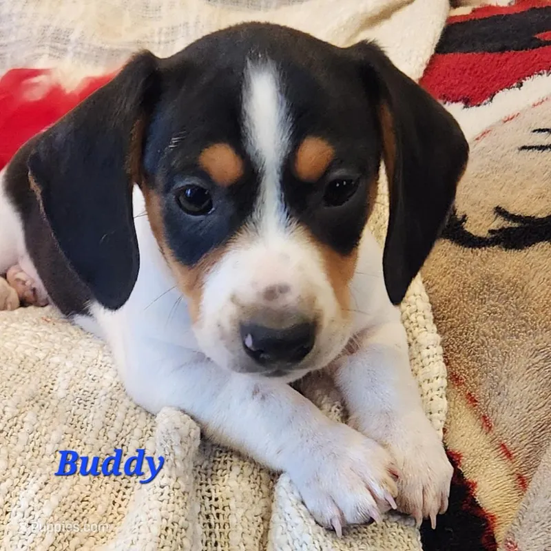 Buddy – Miniature Dachshund puppy for sale in Sheridan, MI