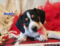 Buddy, a male Miniature Dachshund for sale in Sheridan, MI – Photo 2 of 5