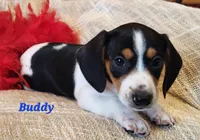 Buddy, a male Miniature Dachshund for sale in Sheridan, MI – Photo 4 of 5