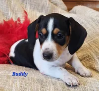 Buddy, a male Miniature Dachshund for sale in Sheridan, MI – Photo 3 of 5