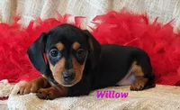 Willow, a male Miniature Dachshund for sale in Sheridan, MI – Photo 6 of 6
